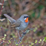 Siberian Rubythroat (image by Pete Morris)
