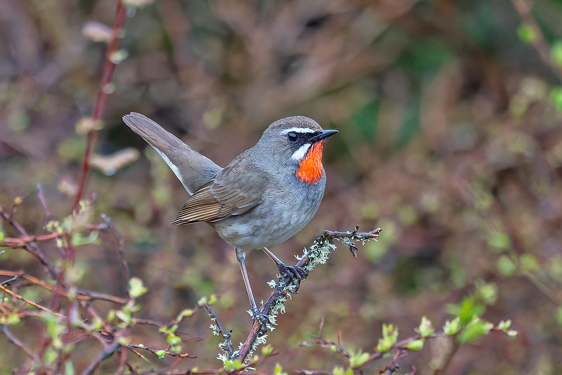 Siberian Rubythroat (image by Pete Morris)