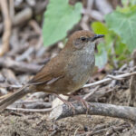 Sichuan Bush Warbler (image by Pete Morris)