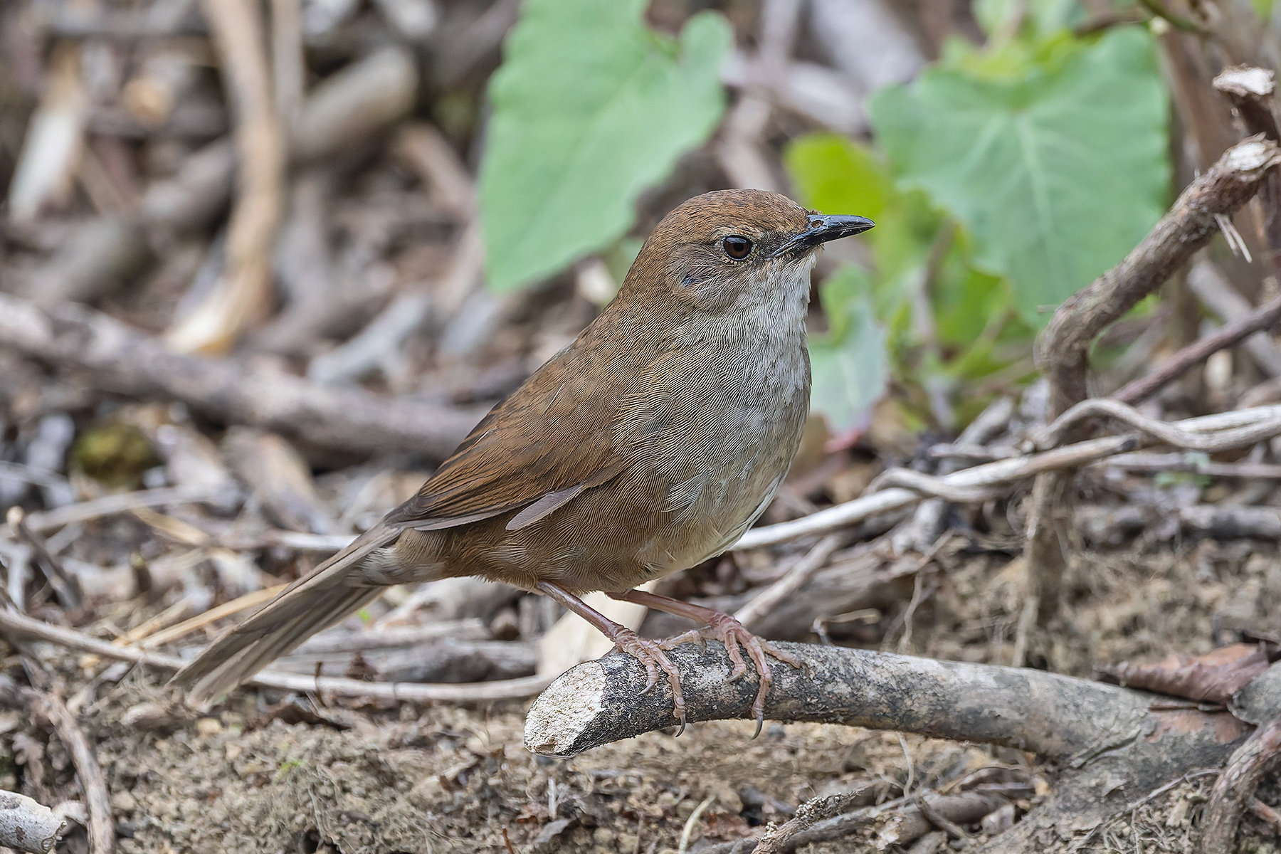 Sichuan Bush Warbler (image by Pete Morris)