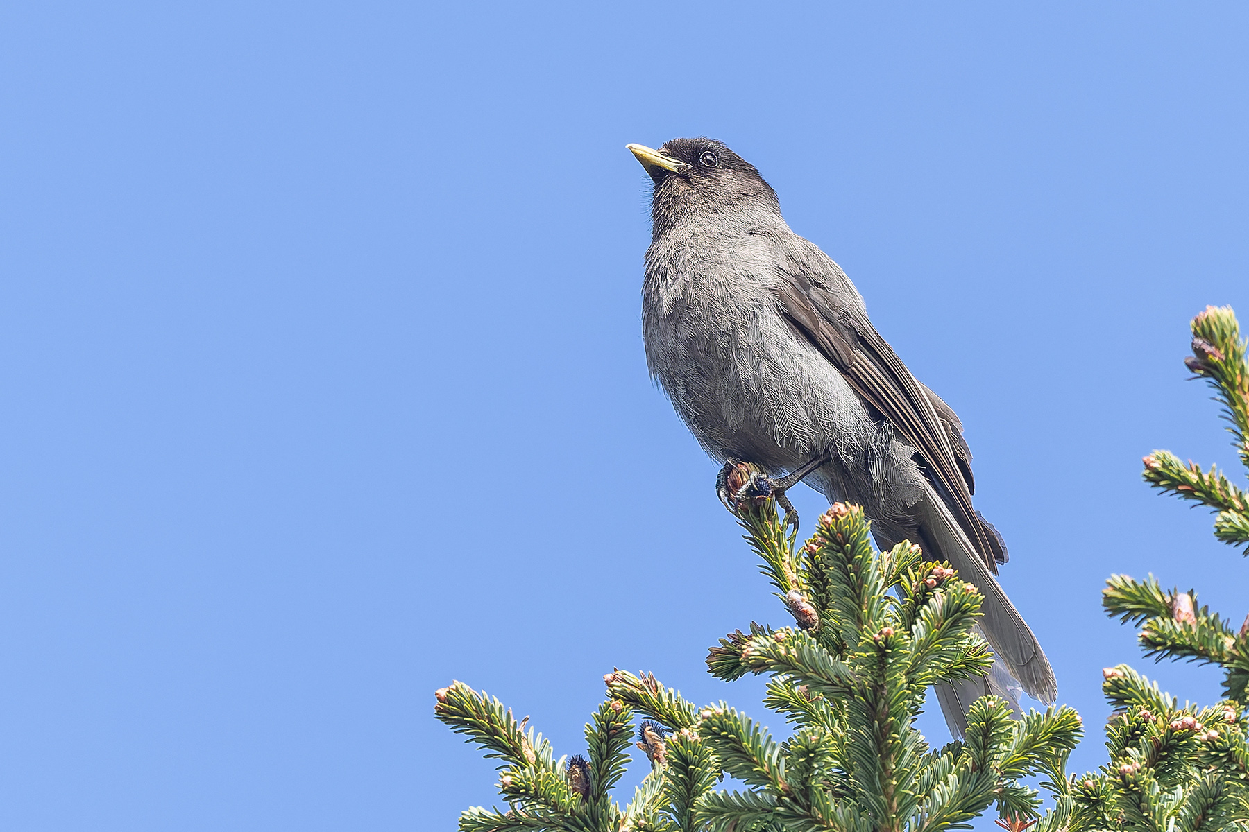 Sichuan Jay (image by Pete Morris)