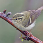 Sichuan Leaf Warbler (image by Pete Morris)