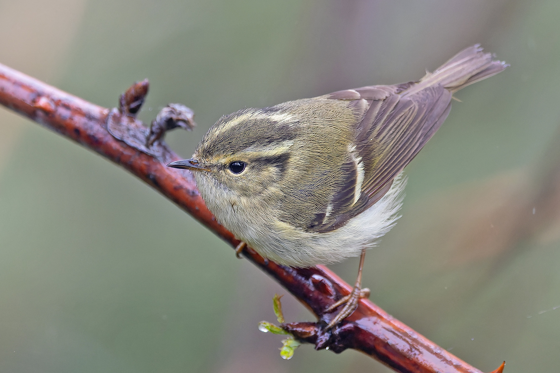 Sichuan Leaf Warbler (image by Pete Morris)