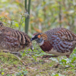 Sichuan Partridge (image by Pete Morris)