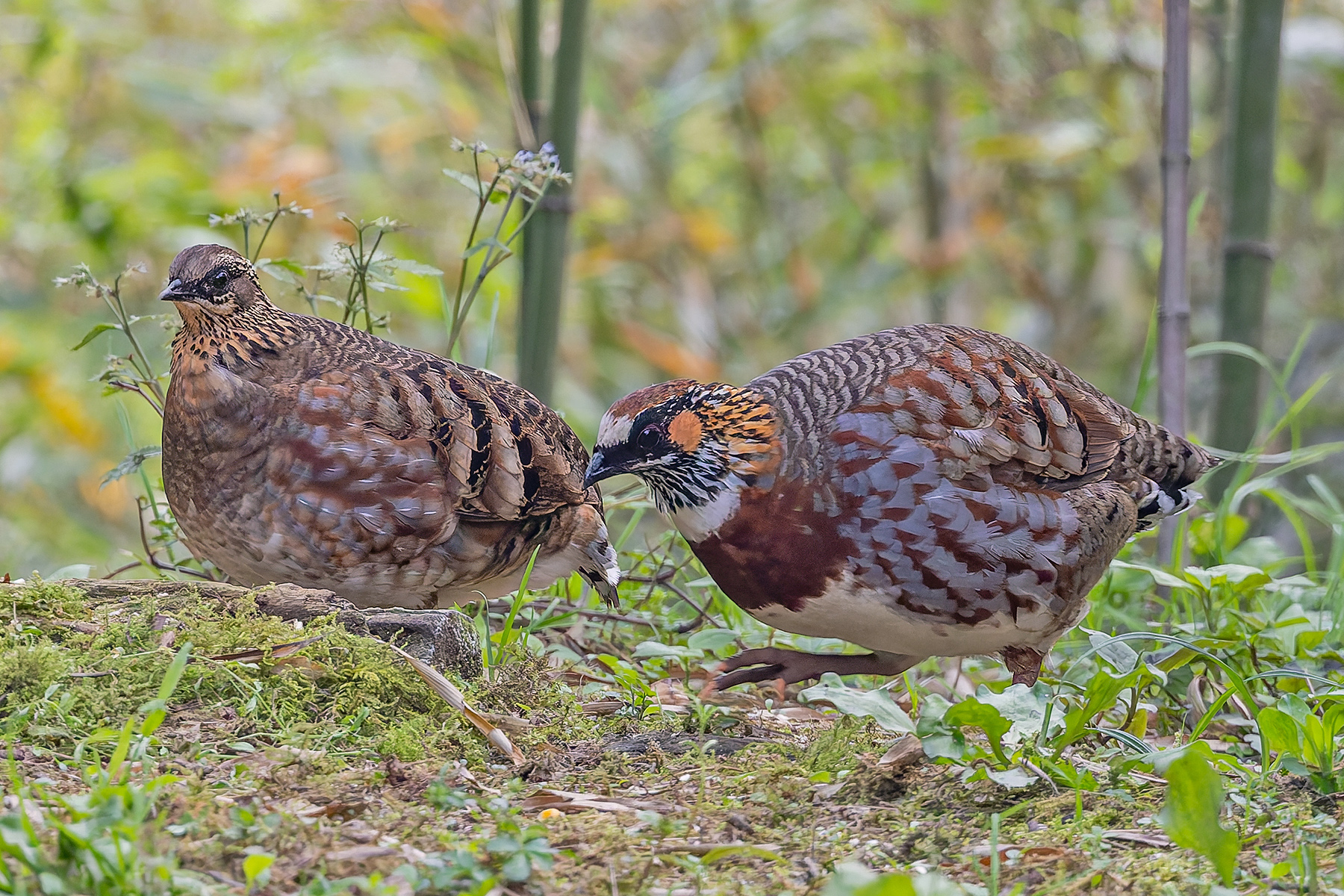 Sichuan Partridge (image by Pete Morris)