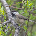 Sichuan Tit (image by Pete Morris)