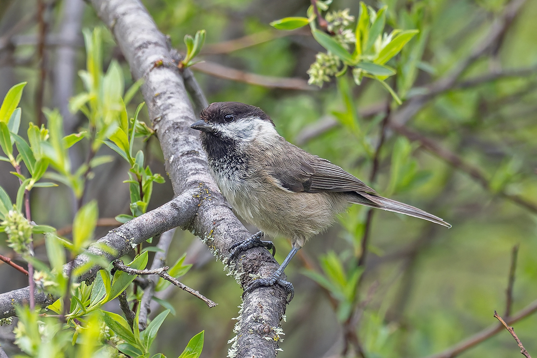 Sichuan Tit (image by Pete Morris)