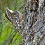 Sichuan Treecreeper (image by Pete Morris)