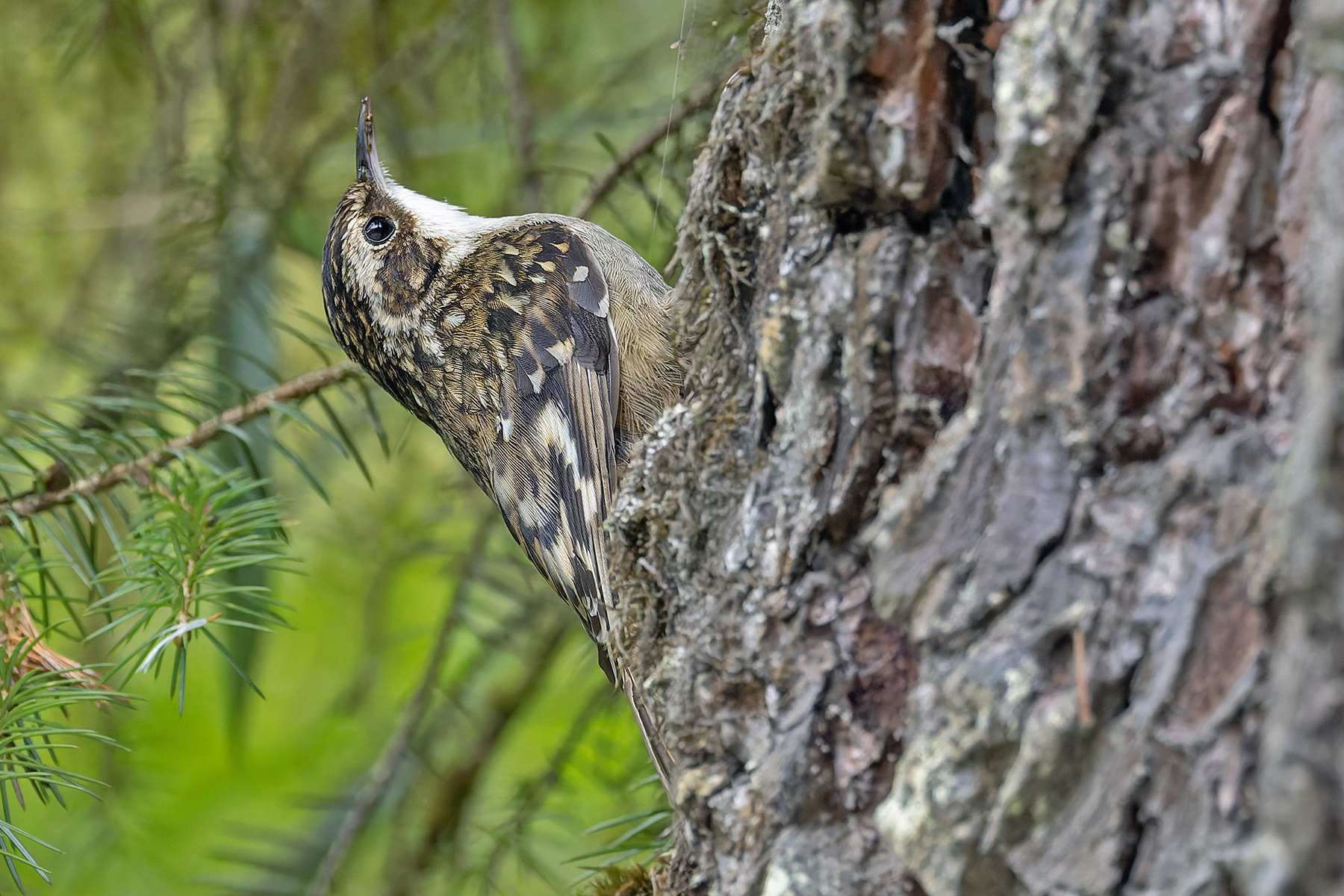 Sichuan Treecreeper (image by Pete Morris)