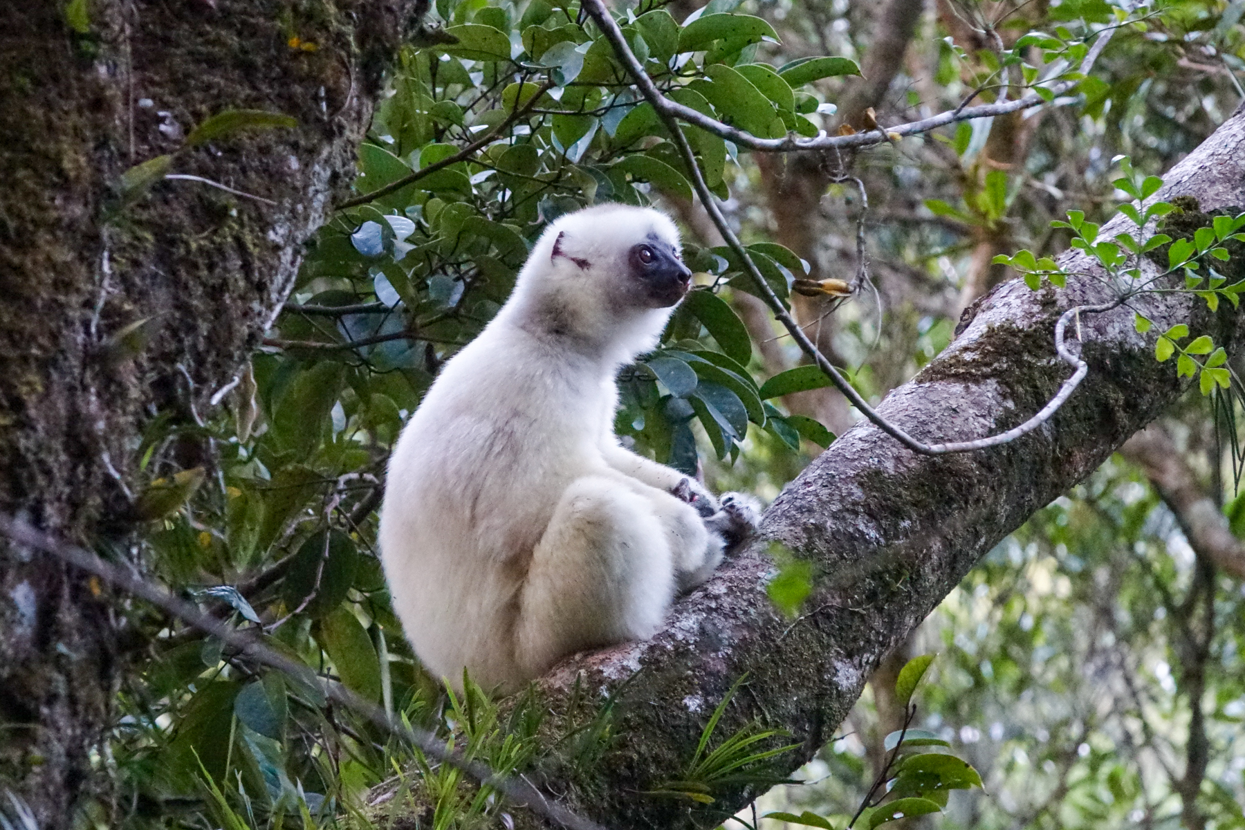Silky Sifaka (image by Matt Eade)