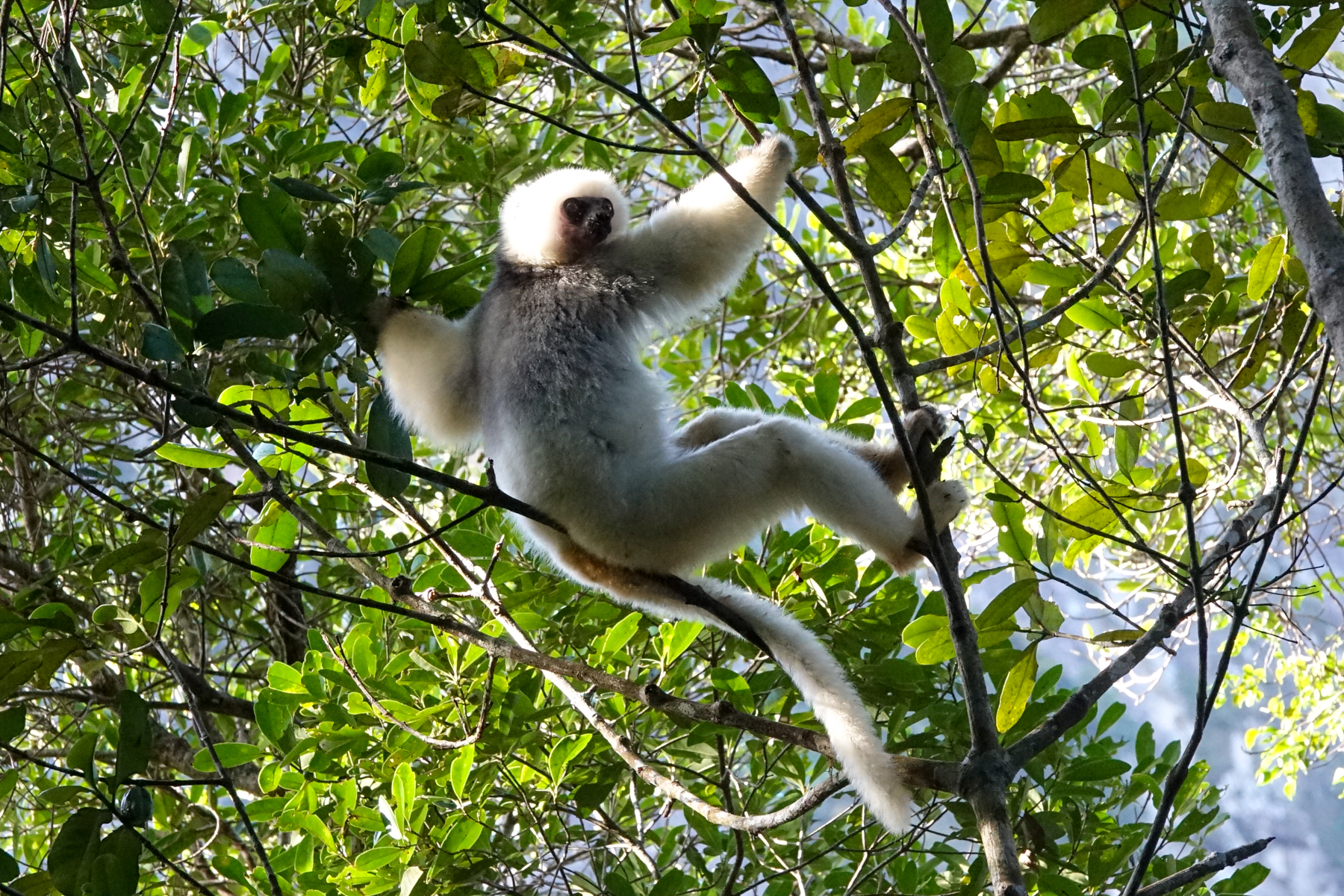 Silky Sifaka (image by Matt Eade)