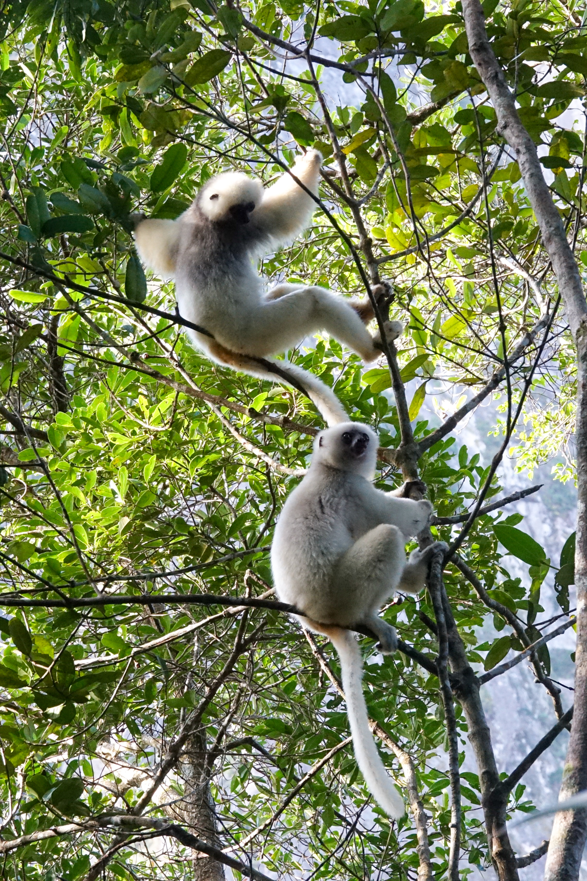 Silky Sifakas (image by Matt Eade)