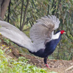 Silver Pheasant (image by Pete Morris)