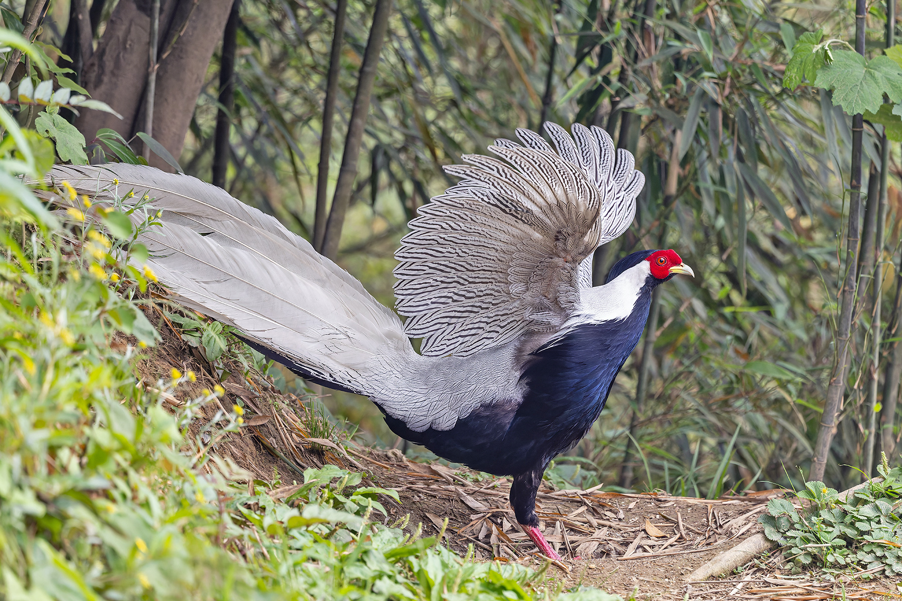 Silver Pheasant (image by Pete Morris)