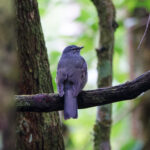 Slate-colored Solitaire (image by Leo Garrigues)