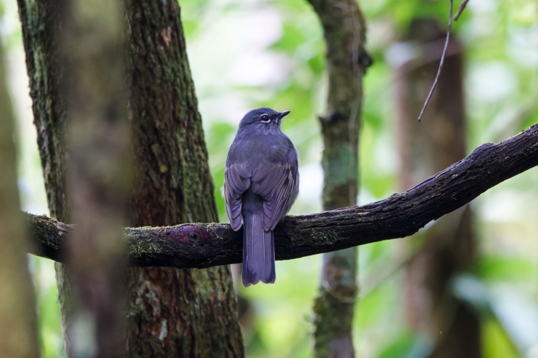 Slate-colored Solitaire (image by Leo Garrigues)