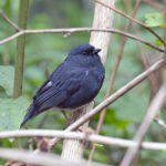 Slaty Bunting (image by Pete Morris)