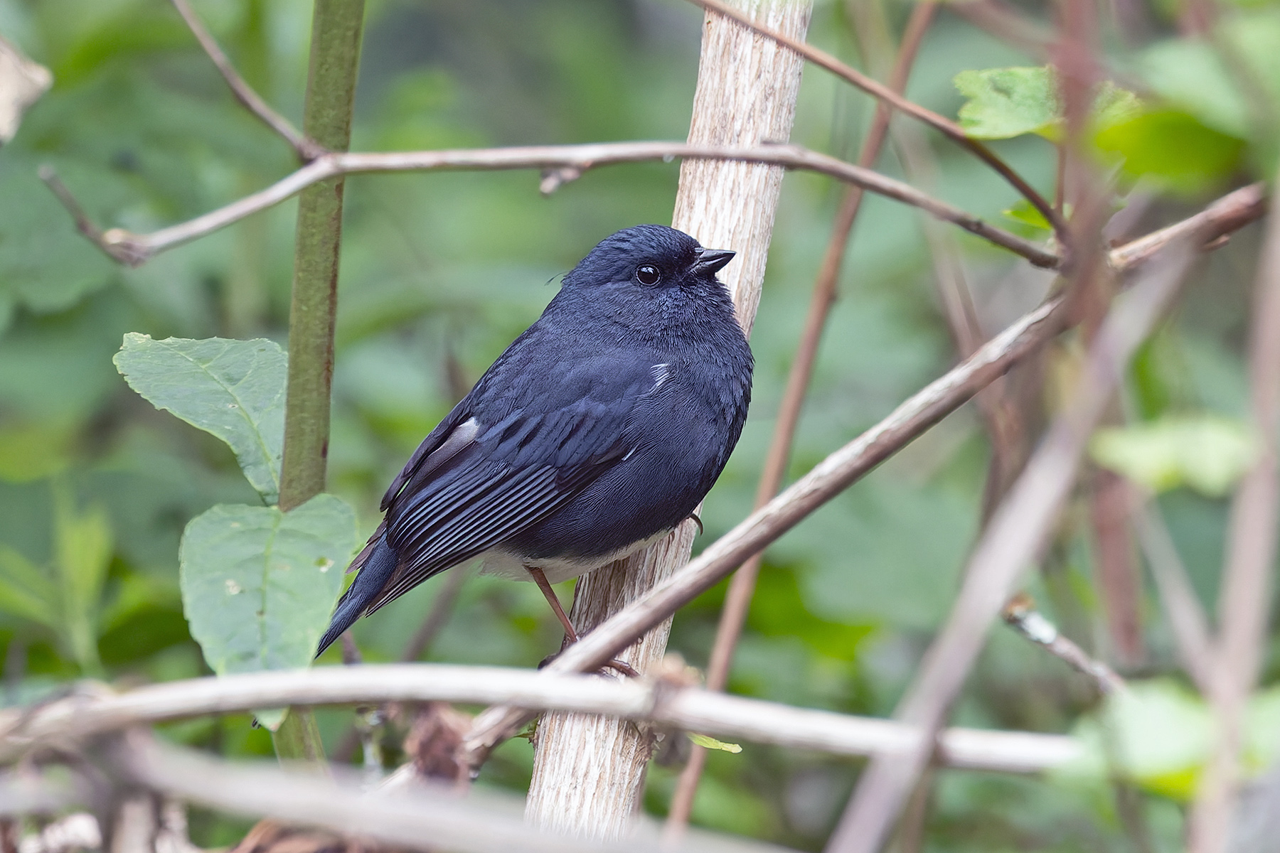 Slaty Bunting (image by Pete Morris)