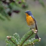 Slaty-backed Flycatcher (image by Pete Morris)