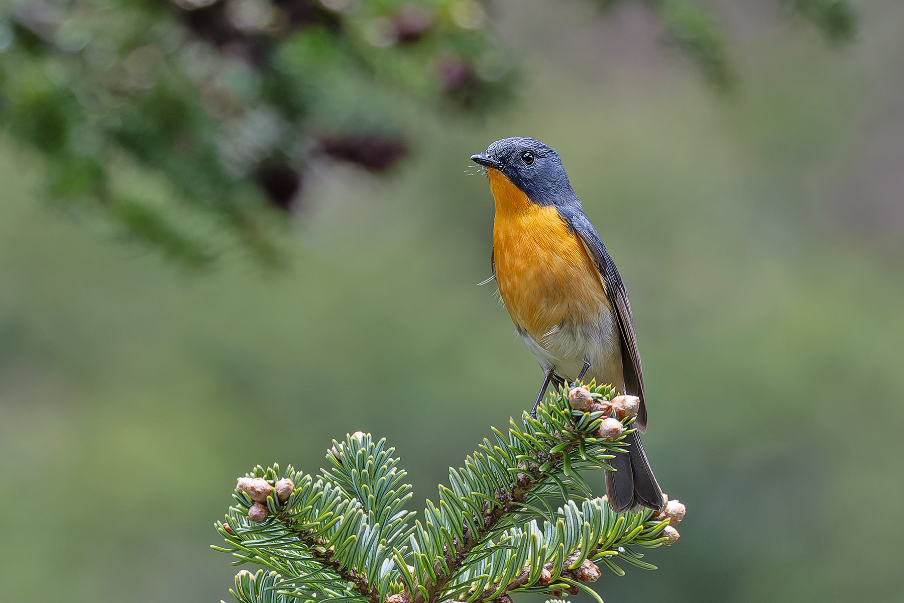 Slaty-backed Flycatcher (image by Pete Morris)