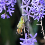 Slender Sheartail female (image by Leo Garrigues)