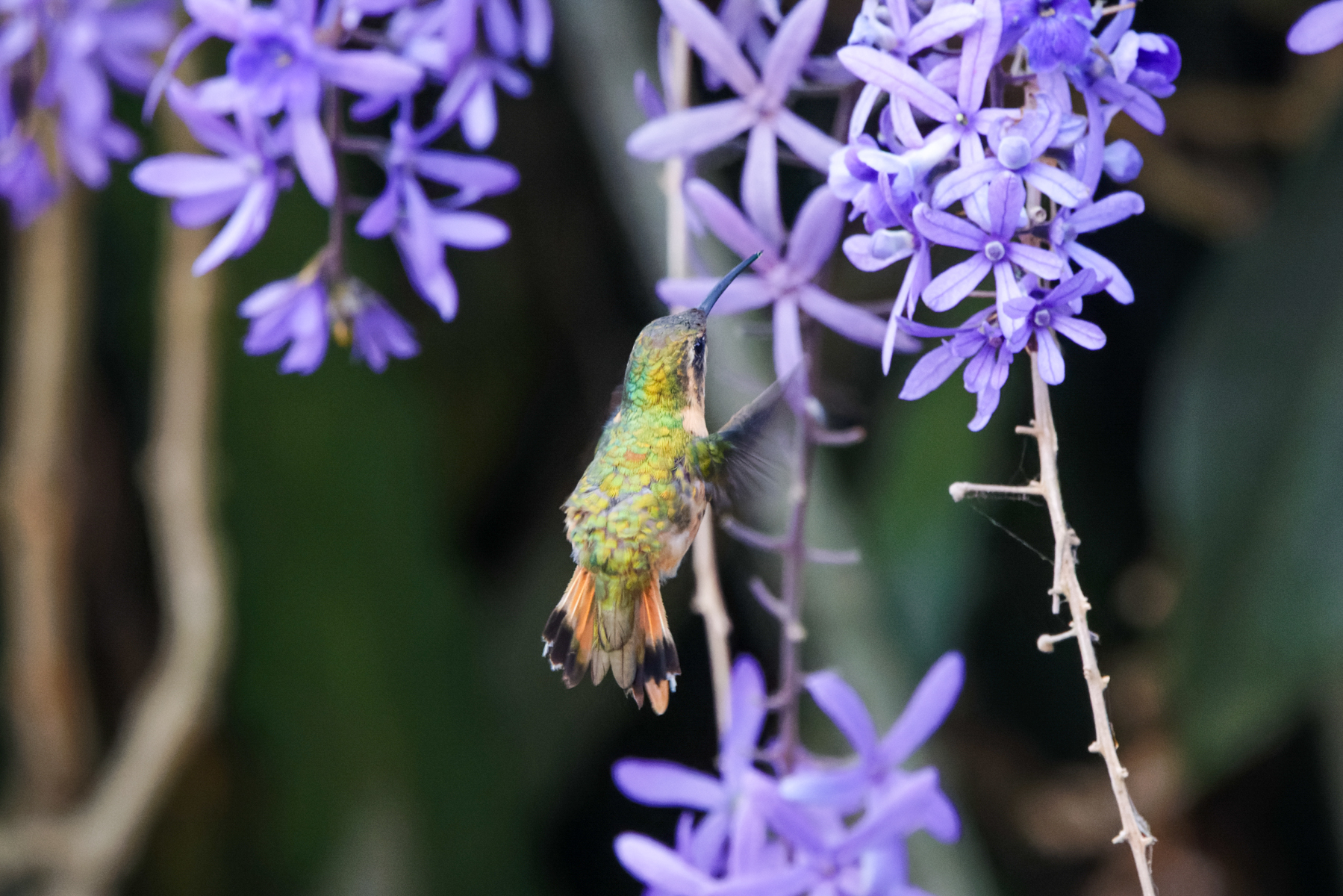 Slender Sheartail female (image by Leo Garrigues)