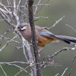 Snowy-cheeked Laughingthrush (image by Pete Morris)