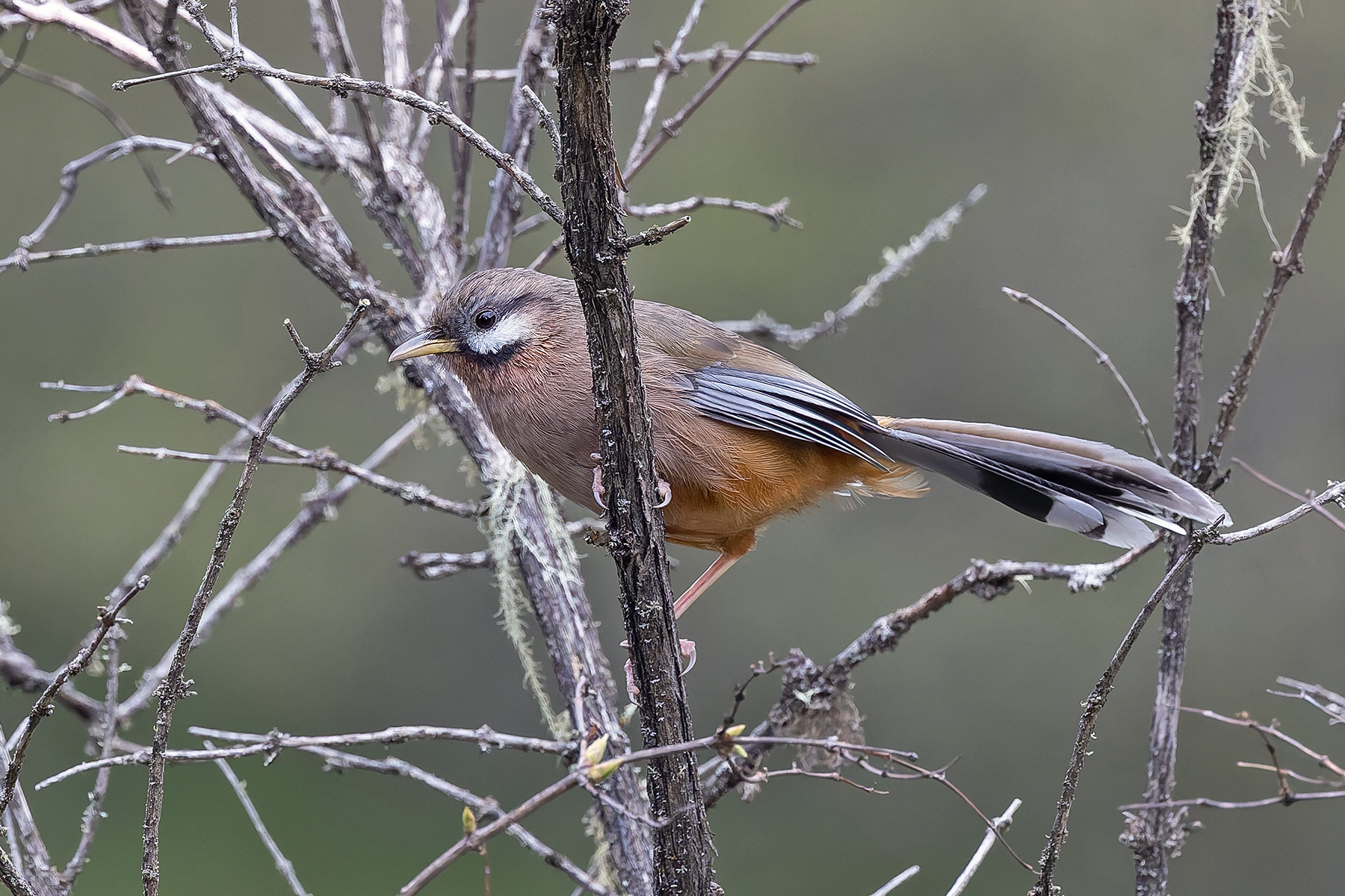 Snowy-cheeked Laughingthrush (image by Pete Morris)