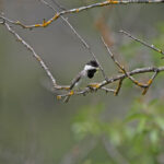 Sombre Tit (image by Diedert Koppenol)