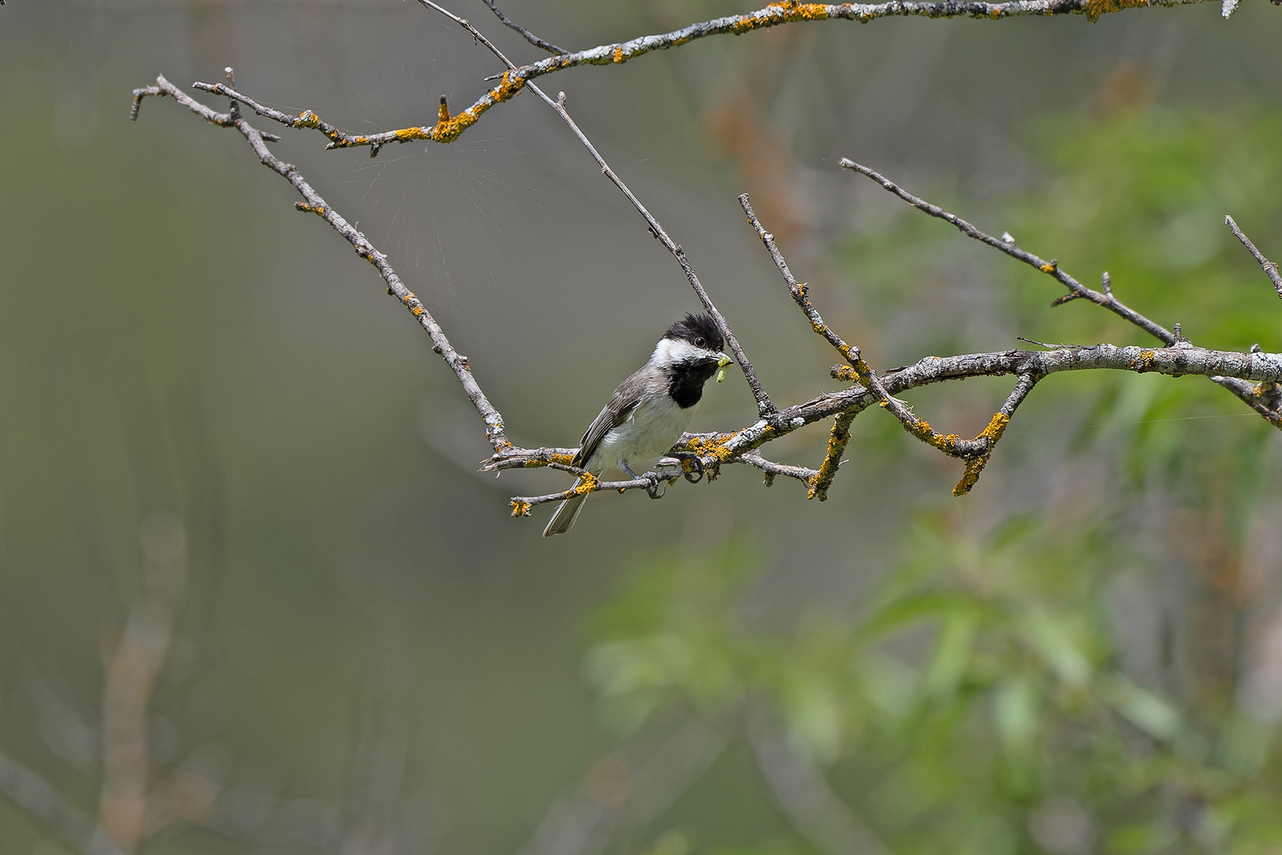 Sombre Tit (image by Diedert Koppenol)