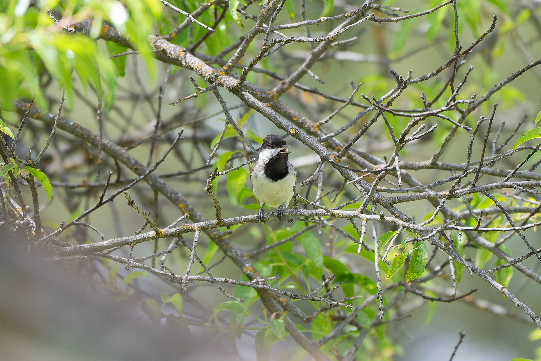 Sombre Tit (image by Diedert Koppenol)