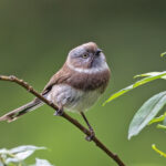 Sooty Bushtit (image by Pete Morris)