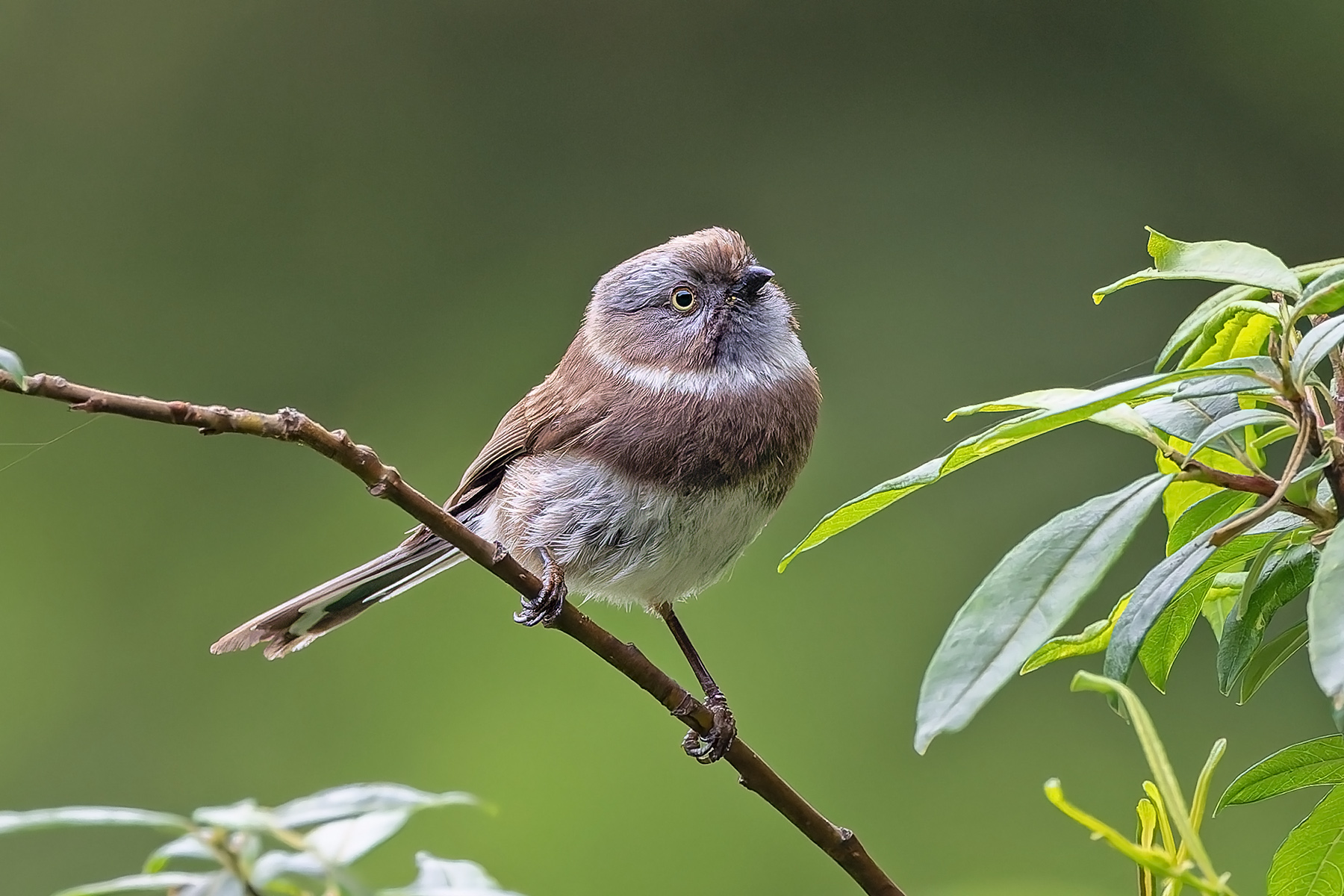 Sooty Bushtit (image by Pete Morris)