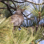 Sooty Grouse (image by Mike Watson)