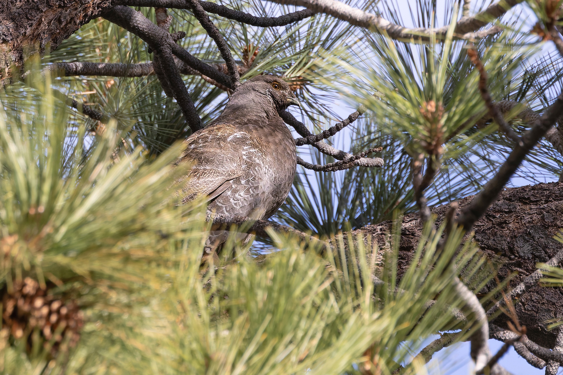 Sooty Grouse (image by Mike Watson)