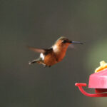 Sparkling-tailed Hummingbird (image by Leo Garrigues)