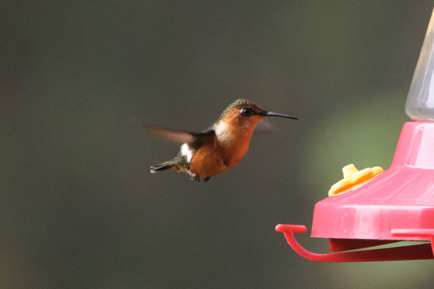 Sparkling-tailed Hummingbird (image by Leo Garrigues)