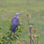 Speckled Woodpigeon (image by Pete Morris)