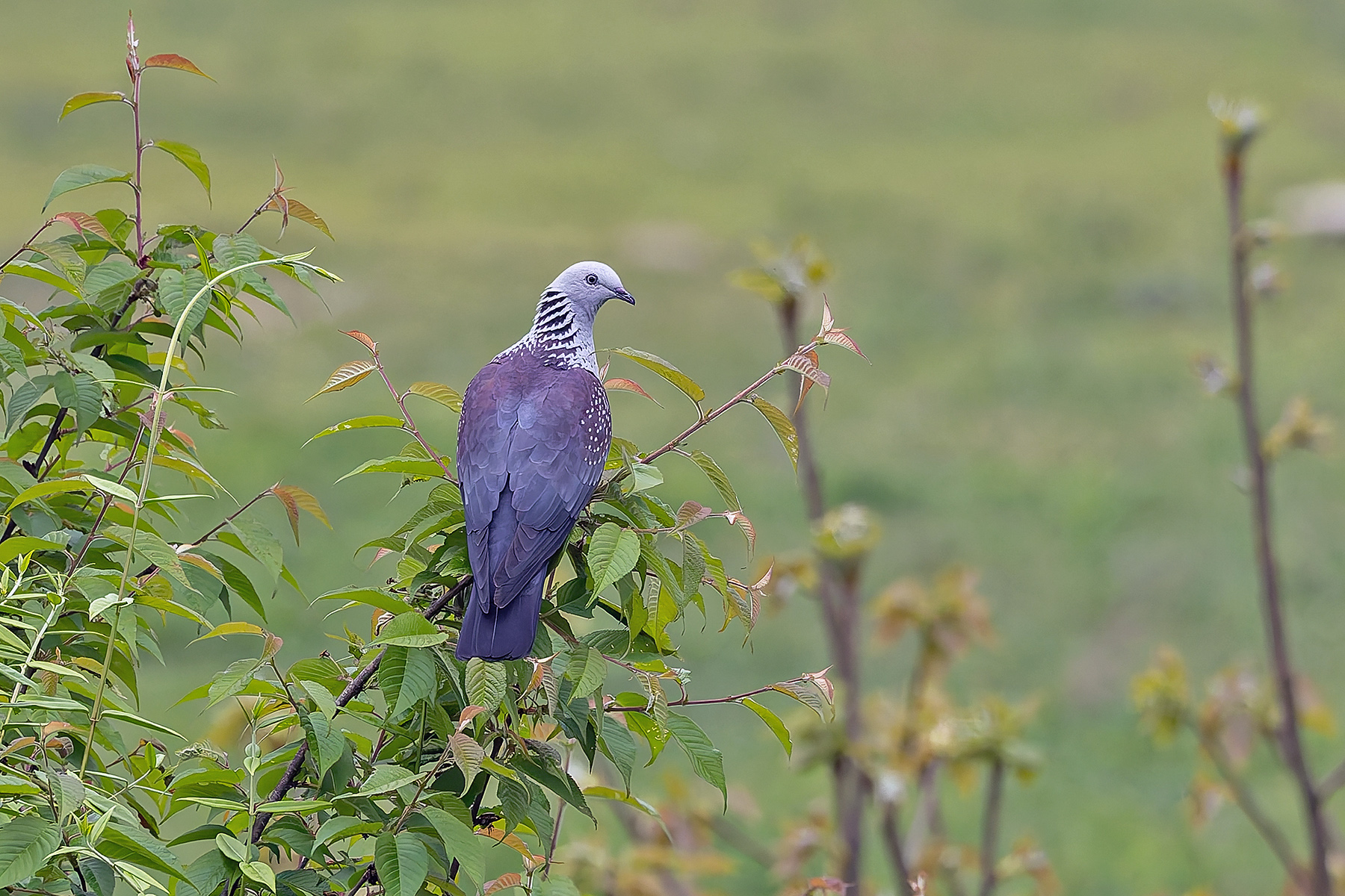 Speckled Woodpigeon (image by Pete Morris)