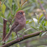 Spectacled Parrotbill (image by Pete Morris)