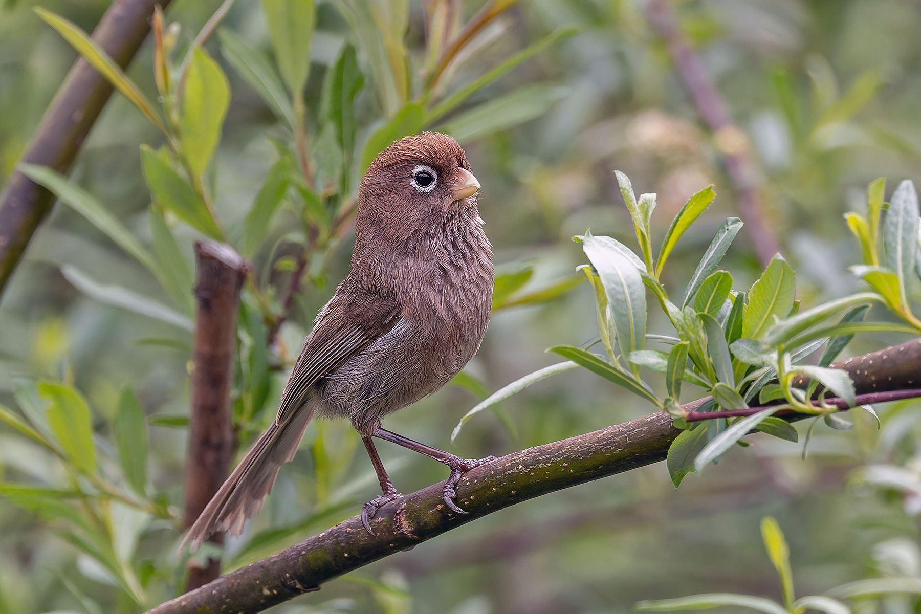 Spectacled Parrotbill (image by Pete Morris)