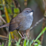 Spotted Bush Warbler (image by Pete Morris)