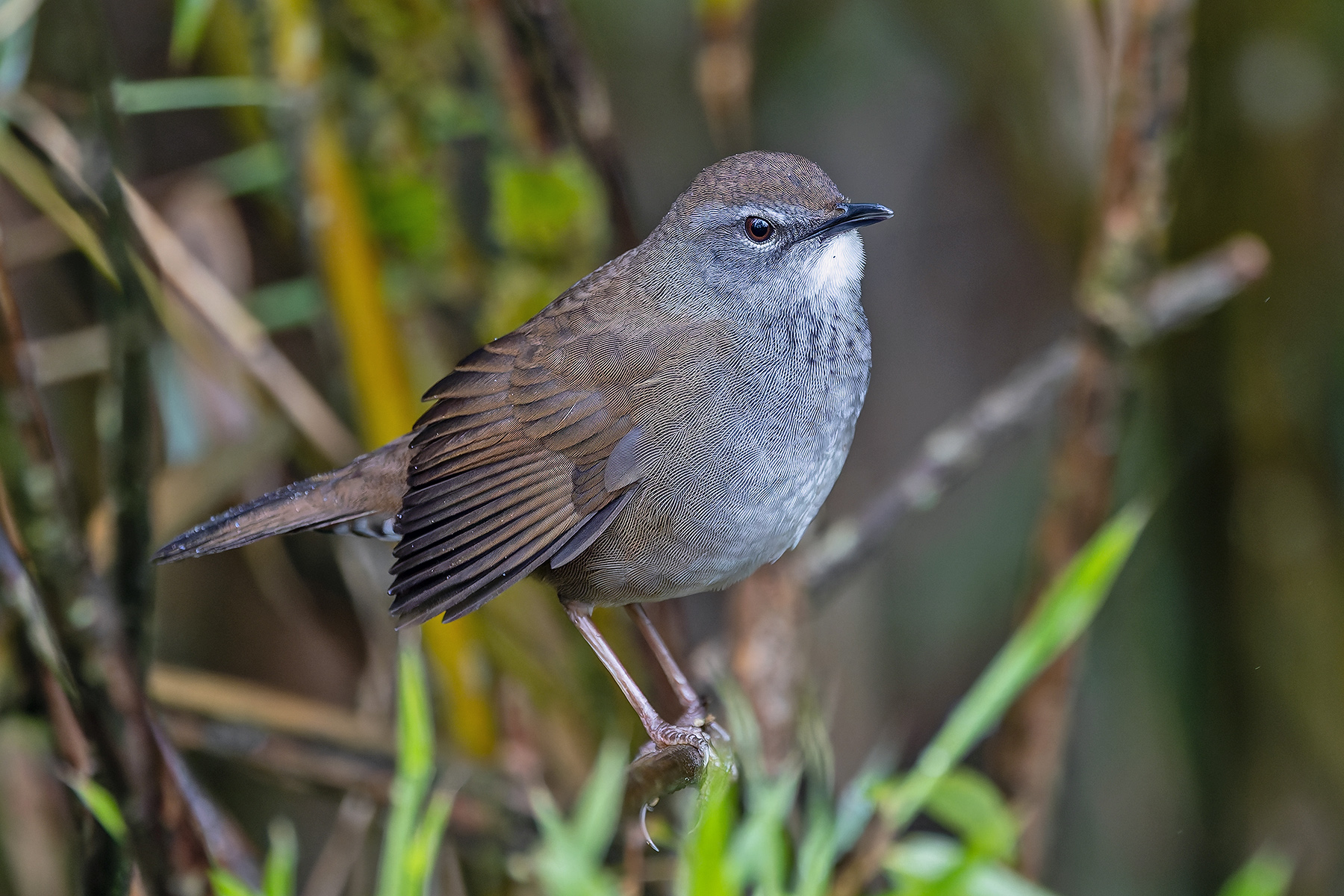Spotted Bush Warbler (image by Pete Morris)