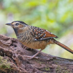 Spotted Laughingthrush (image by Pete Morris)