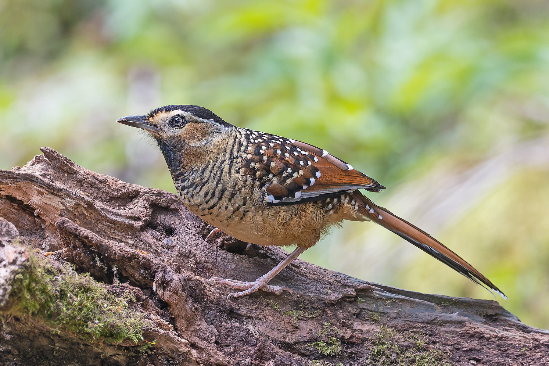 Spotted Laughingthrush (image by Pete Morris)