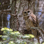 Spotted Owl (image by Mike Watson)