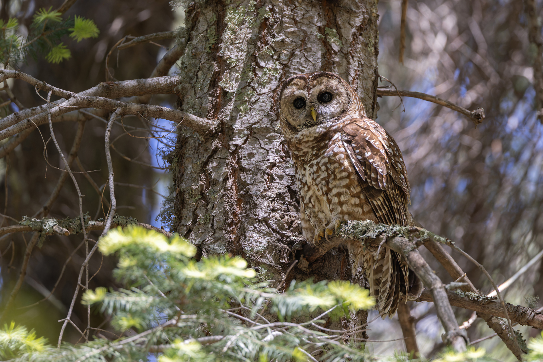 Spotted Owl (image by Mike Watson)