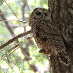 Spotted Owl (image by Sjoerd Radstaak)