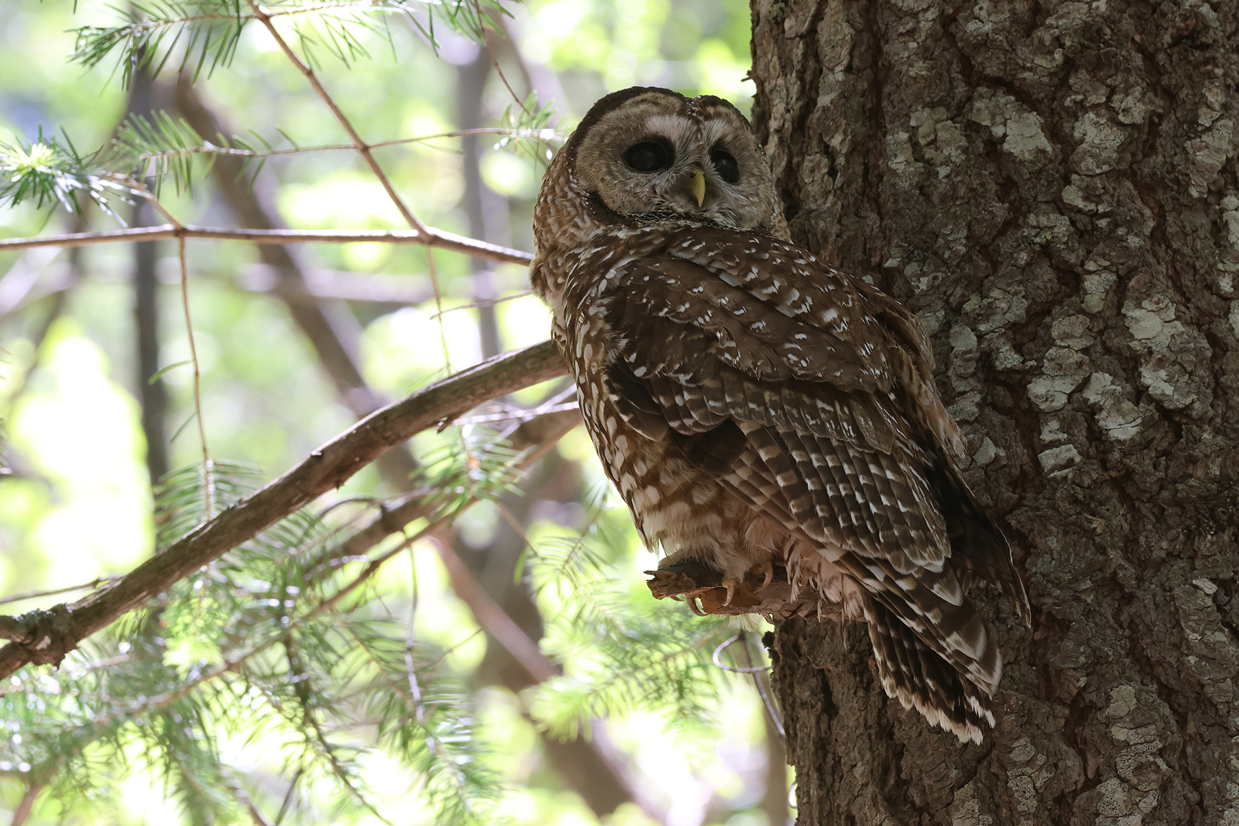 Spotted Owl (image by Sjoerd Radstaak)