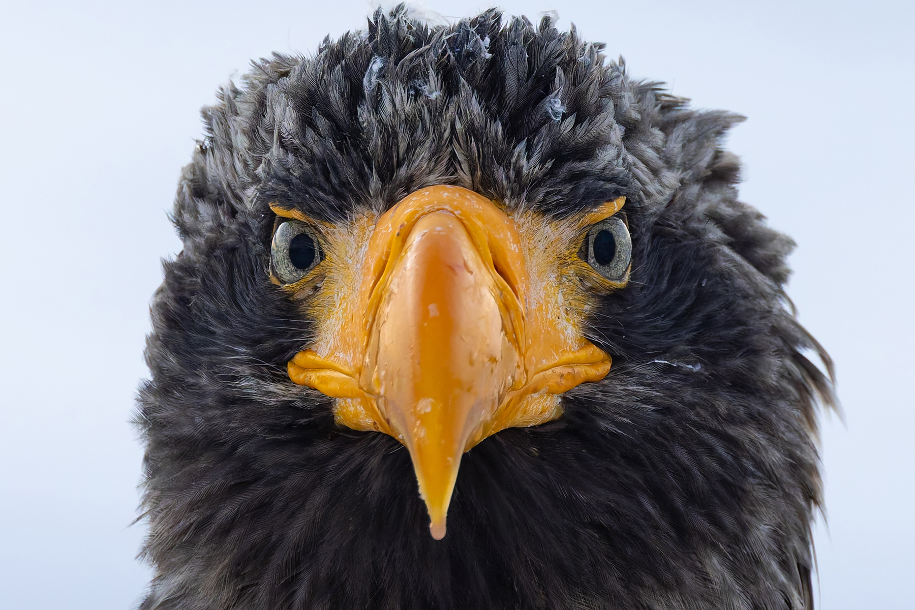 Steller's Sea Eagle (image by Mike Watson)
